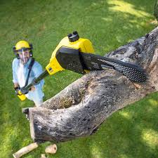 How Our Tree Care Process Works  in  Wendover, UT