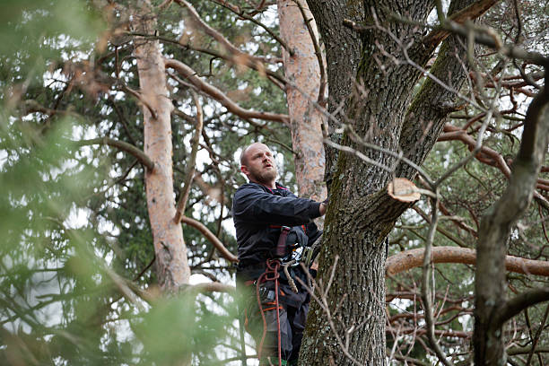 Best Tree Removal  in Wendover, UT