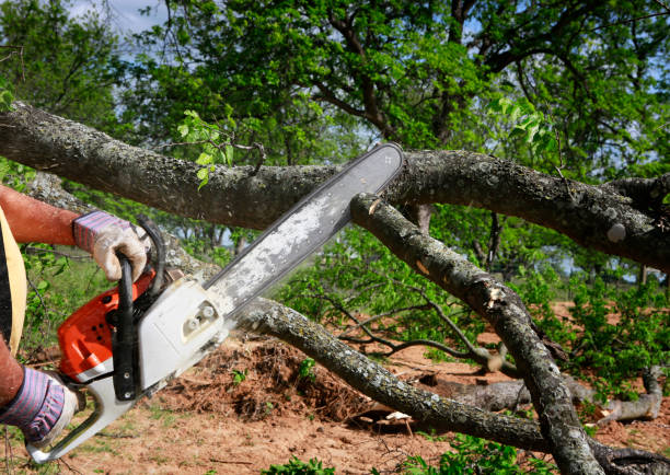 Trusted Wendover, UT Tree Care Experts